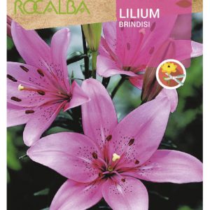 Bulbos de Lilium Brindisi (2 unidades)