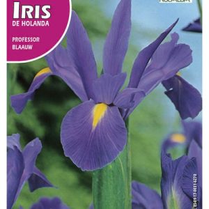Bulbos de Iris Azul 7/8 (10 unidades)