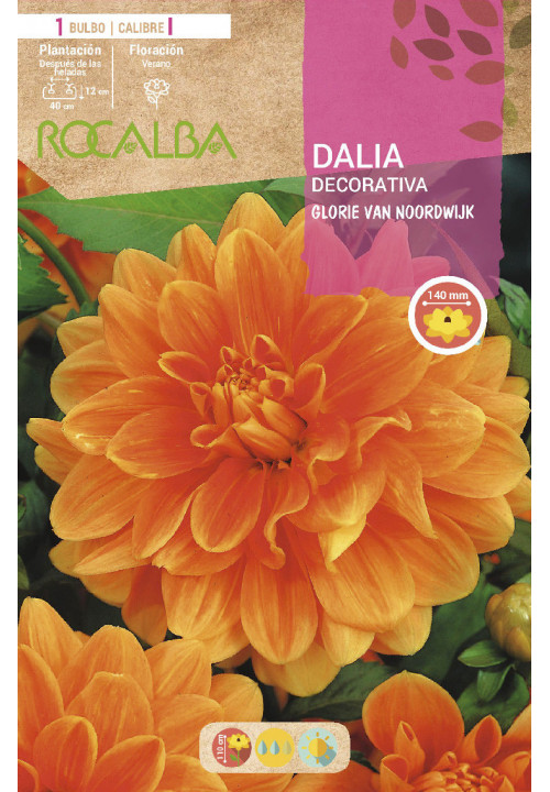Bulbos de Dalia decorativa Glorie Van Noordwijk (1 unidad)
