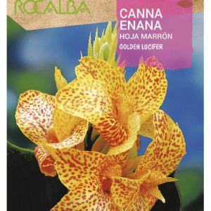 Bulbos de Canna enana hoja marrón Golden Lucifer (1 unidad)