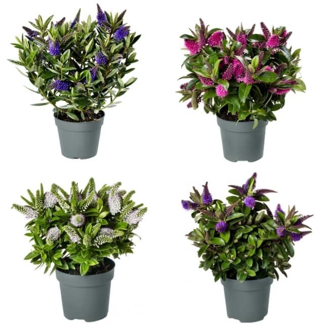 Hebe andersonii (Verónica) Mix en maceta M-15