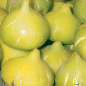 Árbol frutal Higuera de Fraga (Ficus carica) de 2 años en cepellón con bolsa