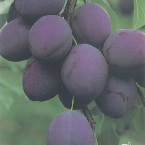 Árbol frutal Ciruelo President (Prunus domestica) de 2 años en cepellón con bolsa