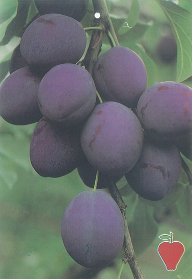 Árbol frutal Ciruelo President (Prunus domestica) de 2 años en cepellón con bolsa