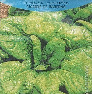 Semillas ecológicas de Espinaca Gigante de Invierno