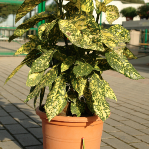 Cubana (Aucuba japonica) en maceta de 10 litros