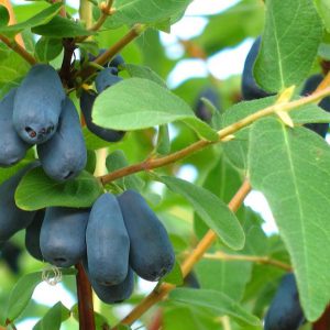 Madreselva azul (Lonicera Kamtschatica) en maceta M-15