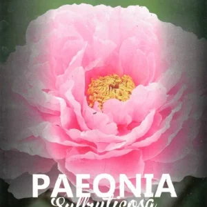 Peonia (Paeonia suffruticosa) de flor rosa (M-23)