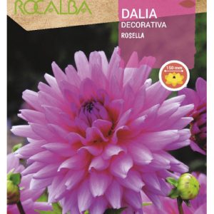 Bulbos de Dalia decorativa Rosella (1 unidad)