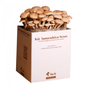 Kit Autocultivo Seta de Chopo